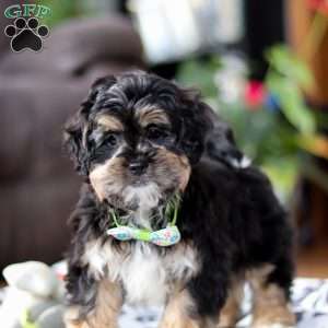 Titus, Shih-Poo Puppy